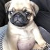 Pug Lover Community (@mdsomon15151775) Twitter profile photo Pug Lover Community (@mdsomon15151775) Twitter profile photo