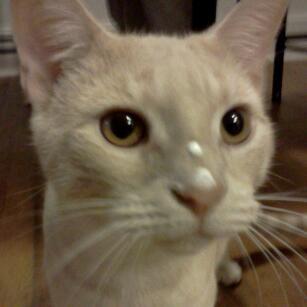 spinaltap11oo's profile picture. i like things that kick ass. guns.fish.and my cat