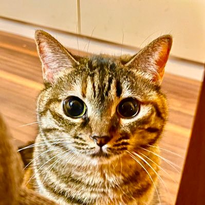 むぎわら猫と幸せに暮らしてます。実家には柴犬がいます。