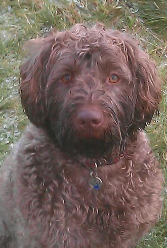married 2 mandy ,2 step daughters,kirsty and danni,1 daughter jorgi,and 2 grandchildren jake and mylie,and ma dog ma main man miller!!!!!!!!!!!!