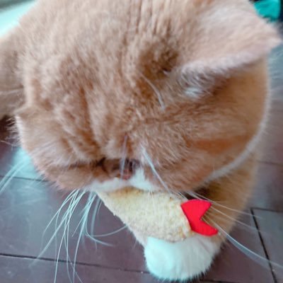 水を飲む顔が辛すぎる猫。エキショ感の足りない作画崩壊系エキゾチックショートヘア。感情がすぐ顔に出るタイプ。男子♂10歳。5kg前後。2014/1/31誕生。猫消化管好酸球性硬化性線維増殖症闘病中💪