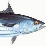 icey_boy9's profile picture. a fish that can.