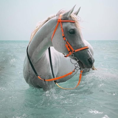 Ozeqi1's profile picture. #PharmD student. 🫀