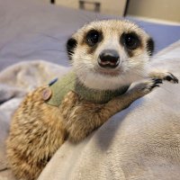 ねこやなぎ (@_k_c_g_) 's Twitter Profile