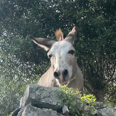 supersonicdon's profile picture. 