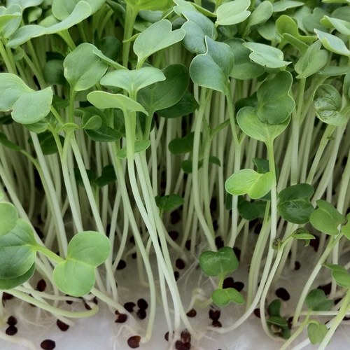 Primera empresa en México y America Latina en vender sustrato, semillas y todo lo necesario para la siembra de tus microgreens