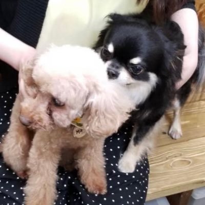 shachiku2022's profile picture. 資本市場に関わる専門職。 証券アナリスト&CFP、メンタルヘルスマネジメント検定Ⅰ種ほか保有。2026年社労士試験合格💮