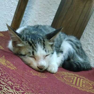 umun_L's profile picture. rua