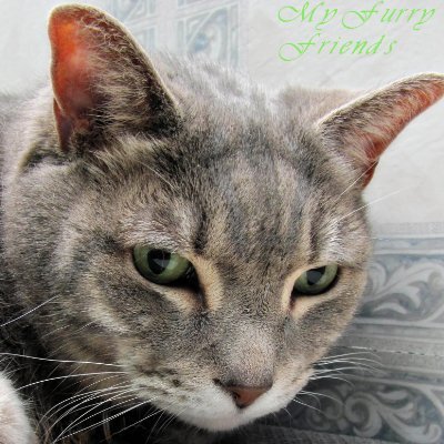 JesterfiedSoul's profile picture. Swimming is a lie.