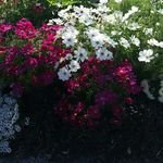 agzBILLYE's profile picture. sina.bechtel