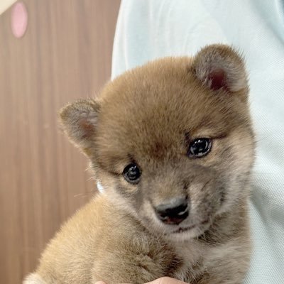 #柴犬 大好き🐕2019年柴犬リキが虹の橋を渡りました🌈また柴犬と暮らしたい思いを4年半温めて2023年9月茶太郎を迎えました #柴犬好きさんと繋がりたいです🐕 #MLB も大好き⚾️無言フォローご容赦くださいまし(2022.11Twitter再開)