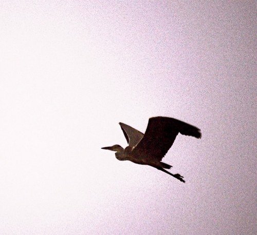 Anngulu's profile picture. 