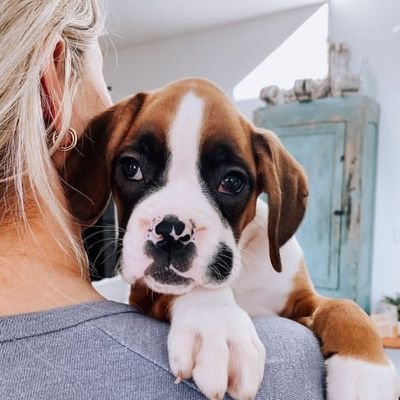 Boxer Dog Profile