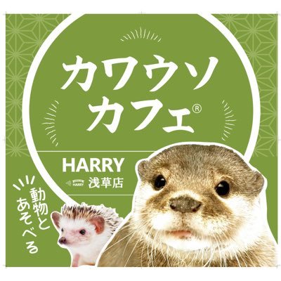 動物カフェHARRYは浅草へ新規出店✨10月7日OPEN🦦 カワウソさん、ハリネズミさん、ミーアキャットさん、プレーリードッグさんと触れ合えます✨