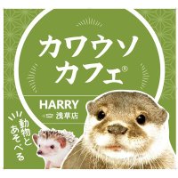 カワウソカフェ®HARRY浅草店(@AsakusaHarry) 's Twitter Profile Photo