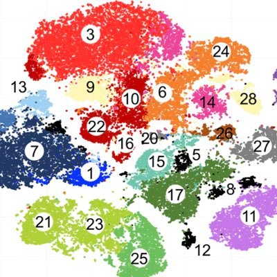 The Vascular Immunology Lab focuses on inflammatory and immune cell mechanisms in cardio-metabolic disease with a particular emphasis on atherosclerosis.