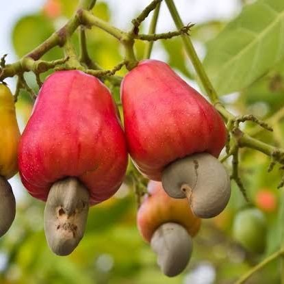 This organisation is committed to addressing the persistent issue of poverty and climate change in Kilifi through the planting of cashew nut trees.