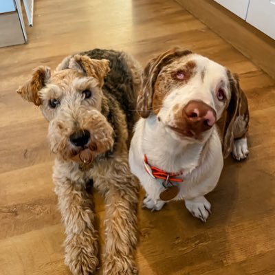 🐾 Lakeland X Wire Haired Fox Terrier & Blind Double Dapple Dachshund 🌍03.08.11 & 22.02.23🏡@rumpledpumpkin