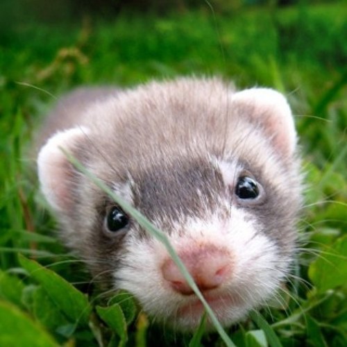 tricolor4u's profile picture. 