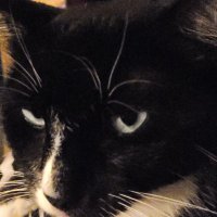 carolyn tackett🐊 (@carolscloset) 's Twitter Profile Photo carolyn tackett🐊 (@carolscloset) 's Twitter Profile Photo