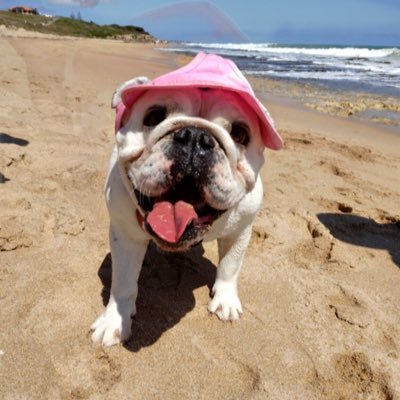 Rightoyeahnar's profile picture. Sandgroper. Betty’s human slave 🐾. Fabulous parallel parker. I hate quiche. Coffee is delicious.