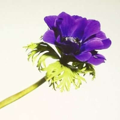 harukaze_yuzu_'s profile picture. 君に会えてよかった。🌈2018年4月おっさんずラブに出会い沼落ち🐉おっさんずラブのつづきを待ちわびる日々🏠 🌸𓂃Forever Love𓂃🌸𓈒𓏸 🐦🐈🌷︎⚾ 🧸⋆︎*🐇ᗩᖇᗰY💜かわちいに出会うと『か～わ～ち～い～』と心の武蔵がいいねします🩷O～M～G～🪭