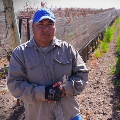 Trabajador Vitivinícola.