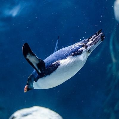 @mc penguin🐧//Manchester city 💙//poverty is the enemy//Vibes🤞//Acha Ego Follow nafollow back ☺️