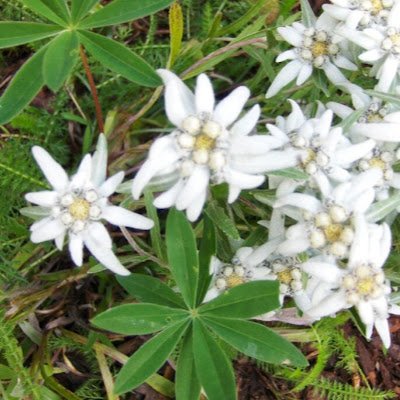 BelartDolo71318's profile picture. 