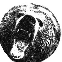 The bear (@the_bear__token) 's Twitter Profile