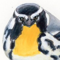 Greater Yellow-Throated Warbler. (@migratory_pimp) 's Twitter Profile Photo Greater Yellow-Throated Warbler. (@migratory_pimp) 's Twitter Profile Photo