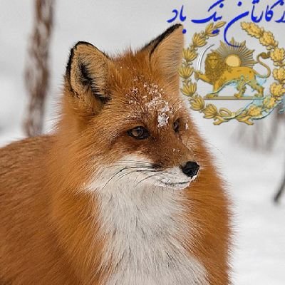 🌛🦊🌹💝👑👑👑👑
کسی هرگز نمیداند چه سازی فردا ،
چه میدانی تو از امروز ،
چه میدانم من از فردا ،
همین یک لحظه را دریاب،
که فردا قصه اش فردا است
👑👑👑👑💝🌹🦊🌜