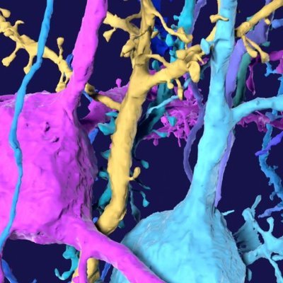 AI for whole-brain circuit mapping