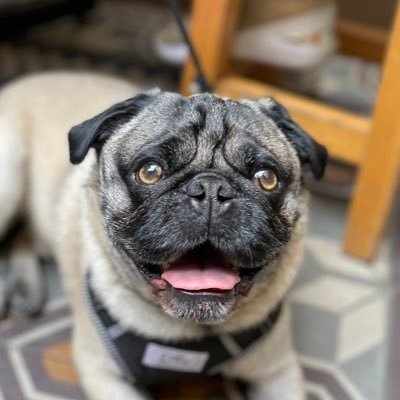 Senior Software Engineer - iOS platform, Visual Arts passionate and Pug lover