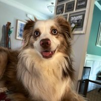 Troy Williams (@redmisha) 's Twitter Profile