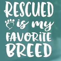 Rescue dogs for rehoming(@rescuedoggypaws) 's Twitter Profile Photo