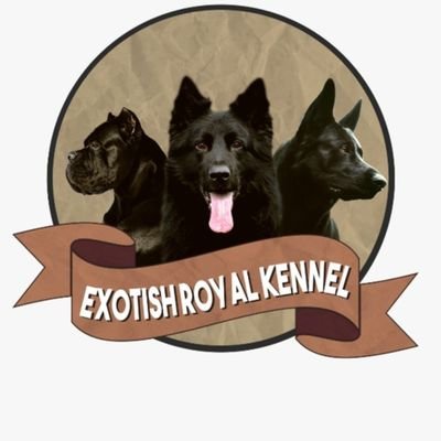 we sell pedigree dogs : Chowchow ,Canecorso and German shepherds.
WhatsApp no :03114064169.
Follow us on Instagram, YouTube, TikTok, Facebook and thread .
