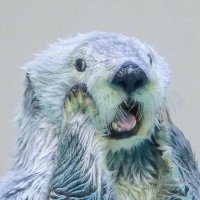 Тыдрочка.🦦🌊 (@alems_li) 's Twitter Profile Photo