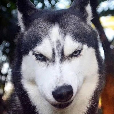 saas_developer's profile picture. 