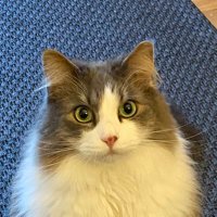 c0eseph (@c0eseph) 's Twitter Profile