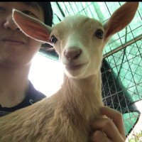 Ryan Nakade (the Goat Guy) (@nakaderyan) 's Twitter Profile