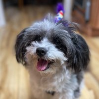 Kiana Chen (@kianachen26) 's Twitter Profile