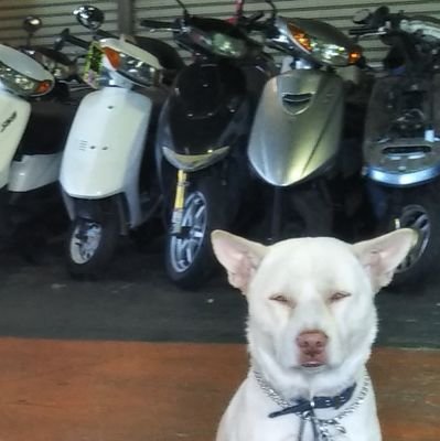 サイタマバイクドッグ【働く犬】チョーキー部長🐾U^ｪ^U活躍中❢ツーリングルメ・旨いメシ・愛犬・バイク関連情報などについてツイートしますッ♥
〒334-0004 埼玉県川口市辻1184-1 TEL 048-290-8114 営業10時～19時 月曜定休mfassykn@gmail.com LINE@680lypet