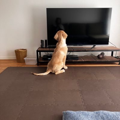 ゴールデンレトリバー🐕メス🐕現在生後6か月🐕BD2023/3/20㊗️#成長記録 #股関節形成不全 #変形性股関節症 #ゴールデンレトリバー