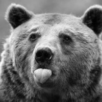 Scarebear2.0 (@scarebear90) 's Twitter Profile