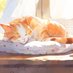 🐈🐬 (@nyandol_) Twitter profile photo 🐈🐬 (@nyandol_) Twitter profile photo