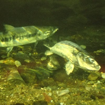 斜里海浜のサケ・マス釣りについて情報をお届けいたします🎣