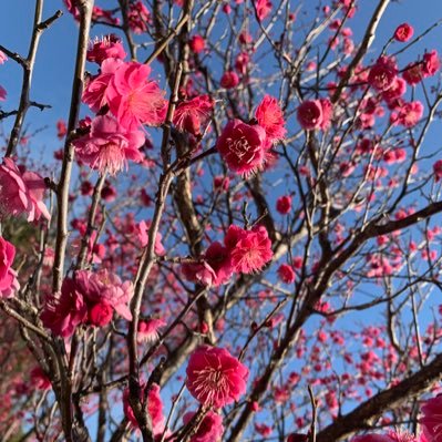 pochi_mh's profile picture. 