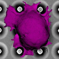 Center for Immunoengineering at Georgia Tech (@gatech_immuno) 's Twitter Profile Photo Center for Immunoengineering at Georgia Tech (@gatech_immuno) 's Twitter Profile Photo
