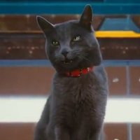 Catherine 🐾 (Agent 47) (@kittyagent47_) 's Twitter Profile Photo Catherine 🐾 (Agent 47) (@kittyagent47_) 's Twitter Profile Photo